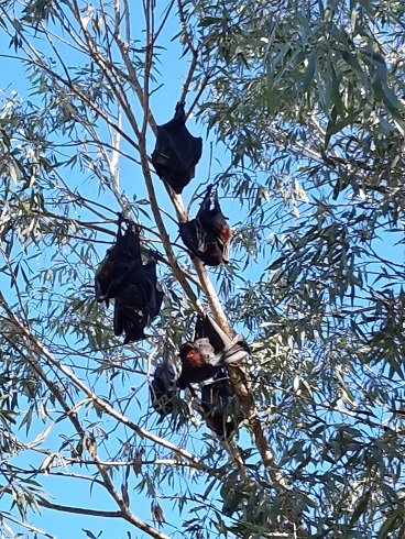 CHAUVE-SOURIS