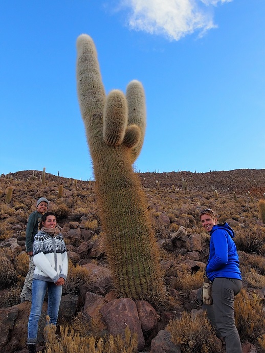 Cactus géant