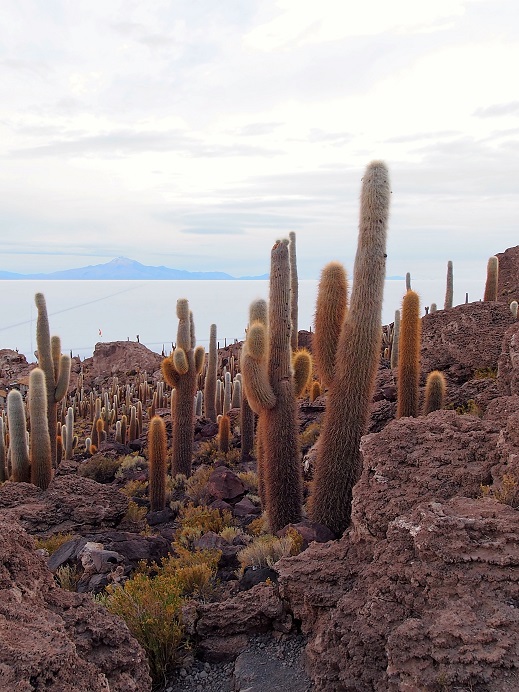 Isla Salar Uyuni 