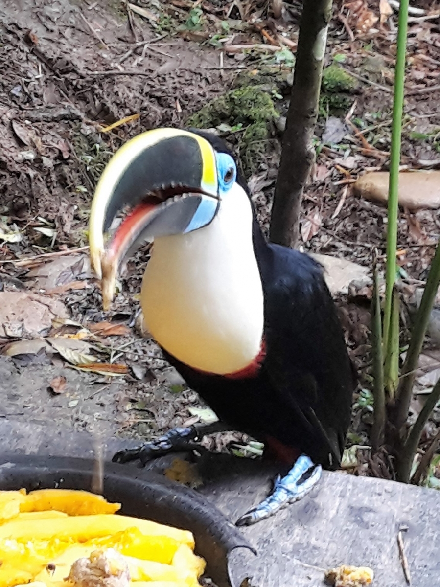  Toucan