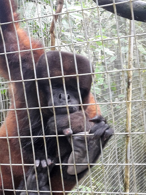  Singe laineux bien triste