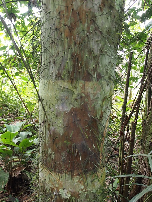  arbre qui pique