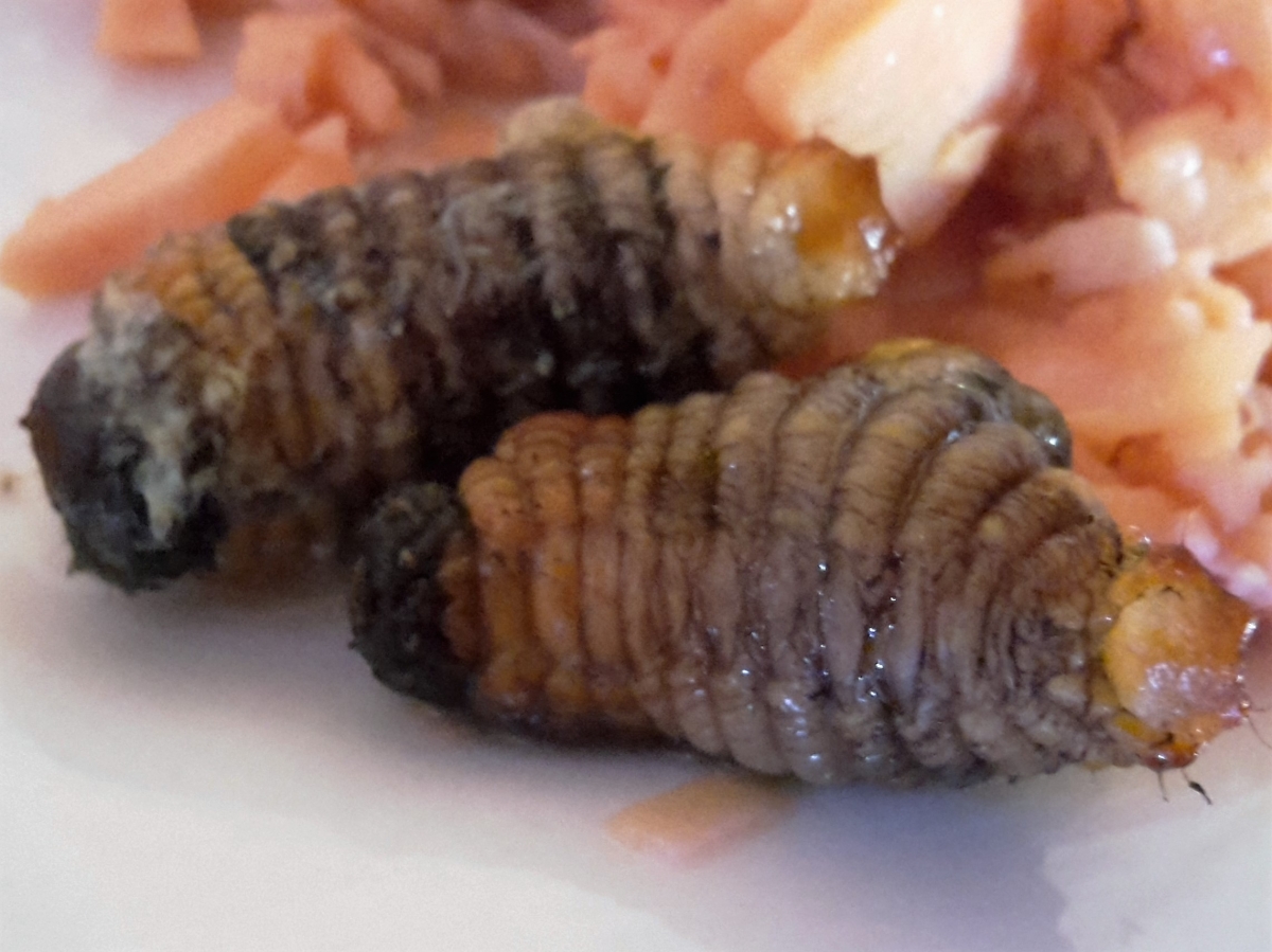  Larves de scarabés