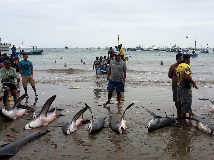   Un vrai massacre de requin 