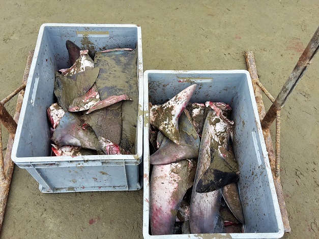   Ailerons de requin pour le marché chinois 