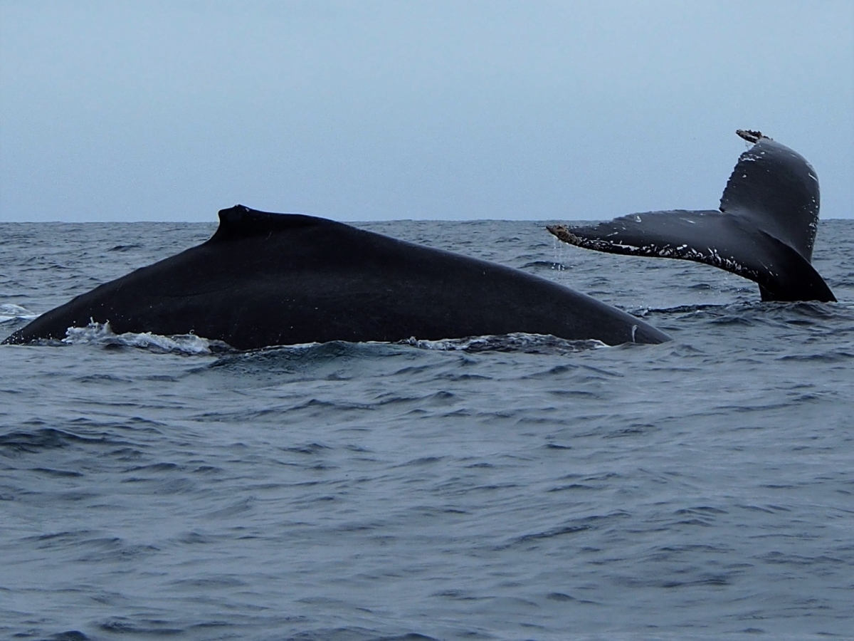   Baleine 