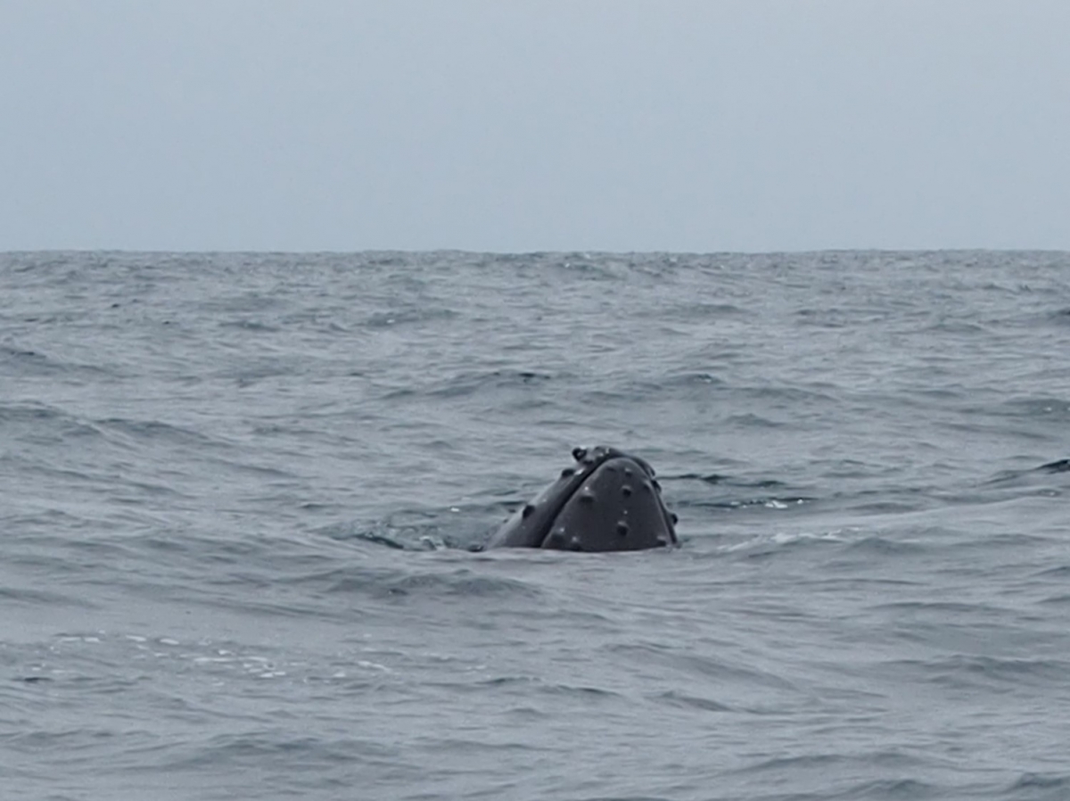   Nez de baleine 