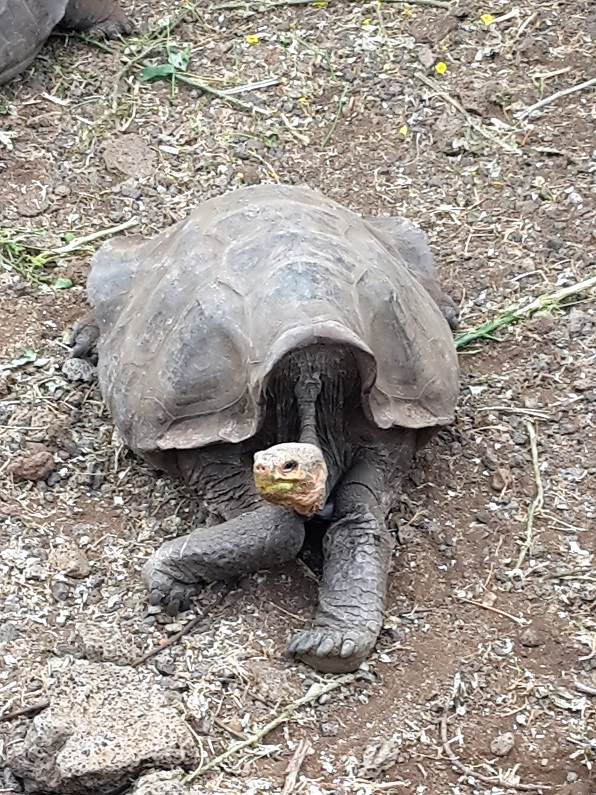 GALAPAGOS 1 S CRUZ (2)