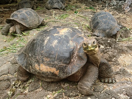 GALAPAGOS 1 S CRUZ (28)