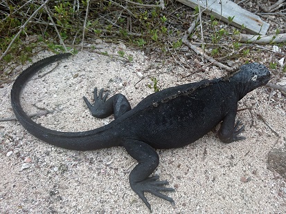 GALAPAGOS 1 S CRUZ (32)