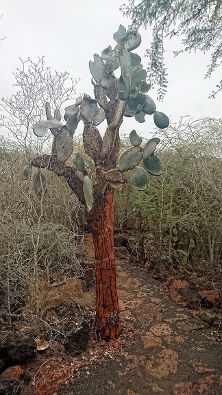 GALAPAGOS 2 S CRUZ (16)