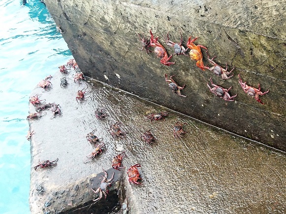 GALAPAGOS 2 S CRUZ (24)
