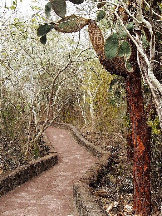 GALAPAGOS 2 S CRUZ (34)