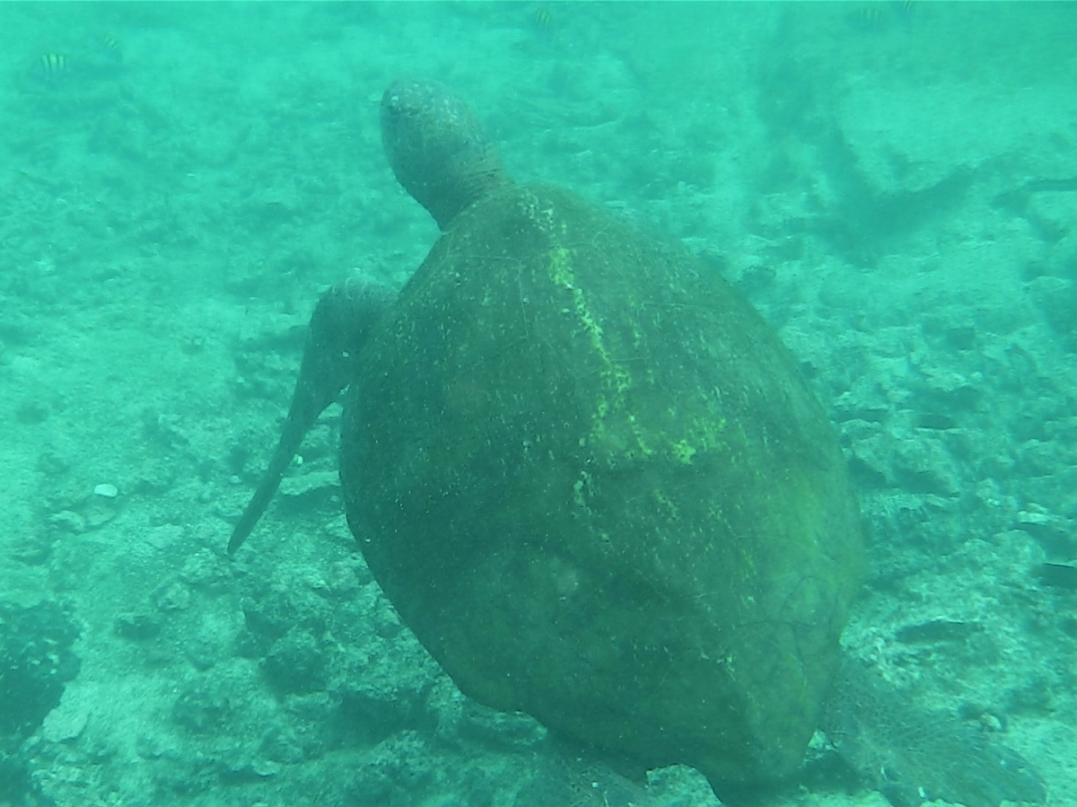 GALAPAGOS 4 ISABELA (71)