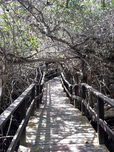 GALAPAGOS 5 ISABELA (12)