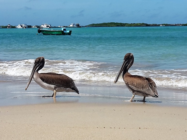 GALAPAGOS 5 ISABELA (16)