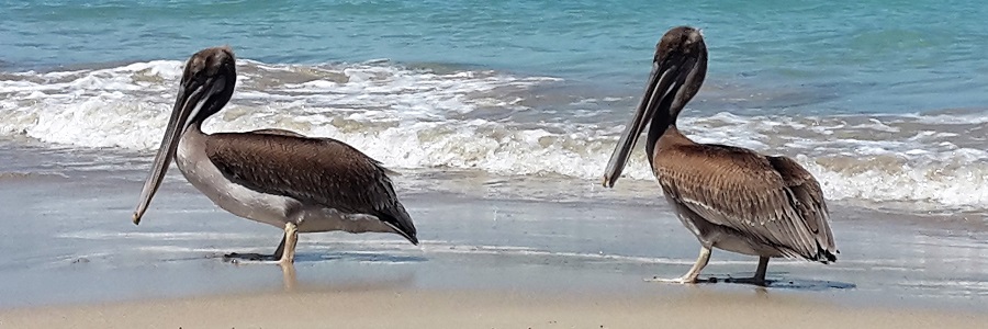 GALAPAGOS 5 ISABELA (16) - Copie