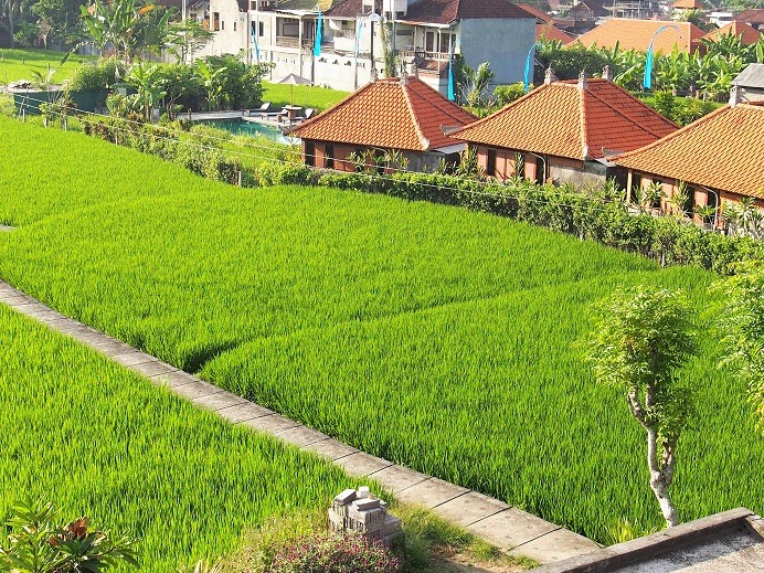   RIZIERES UBUD PRES DE L'HOTEL 