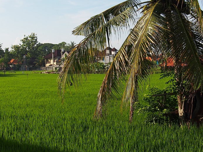   RIZIERES UBUD PRES DE L'HOTEL 