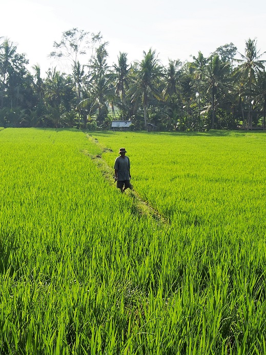   RIZIERES UBUD PRES DE L'HOTEL 