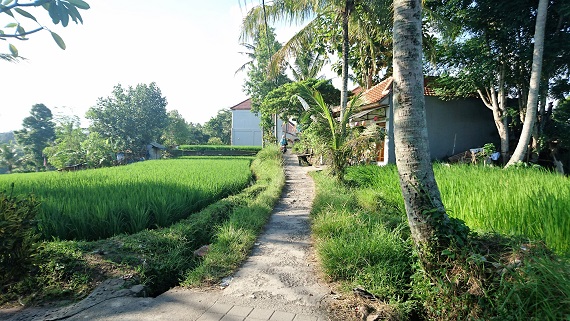 RIZIERES UBUD PRES DE L'HOTEL 
