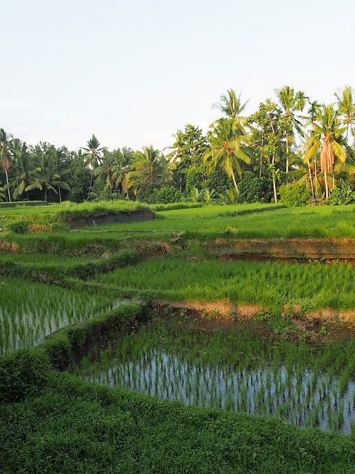 RIZIERES UBUD PRES DE L'HOTEL 