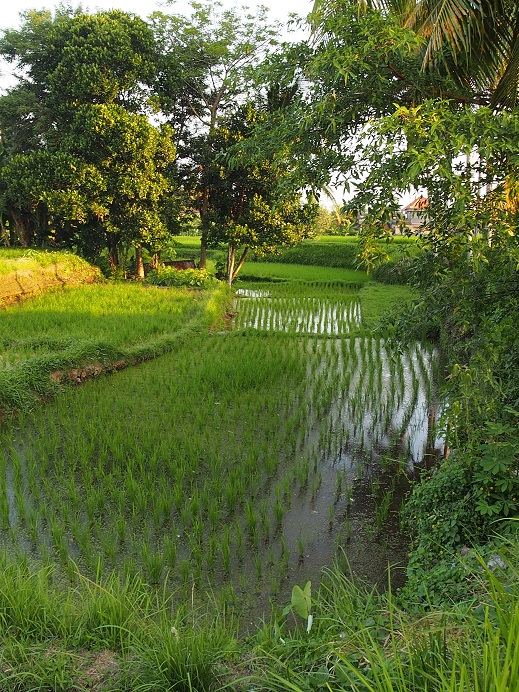  RIZIERES UBUD PRES DE L'HOTEL 