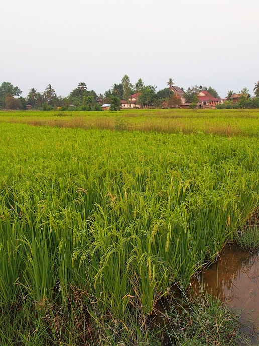 Champassak