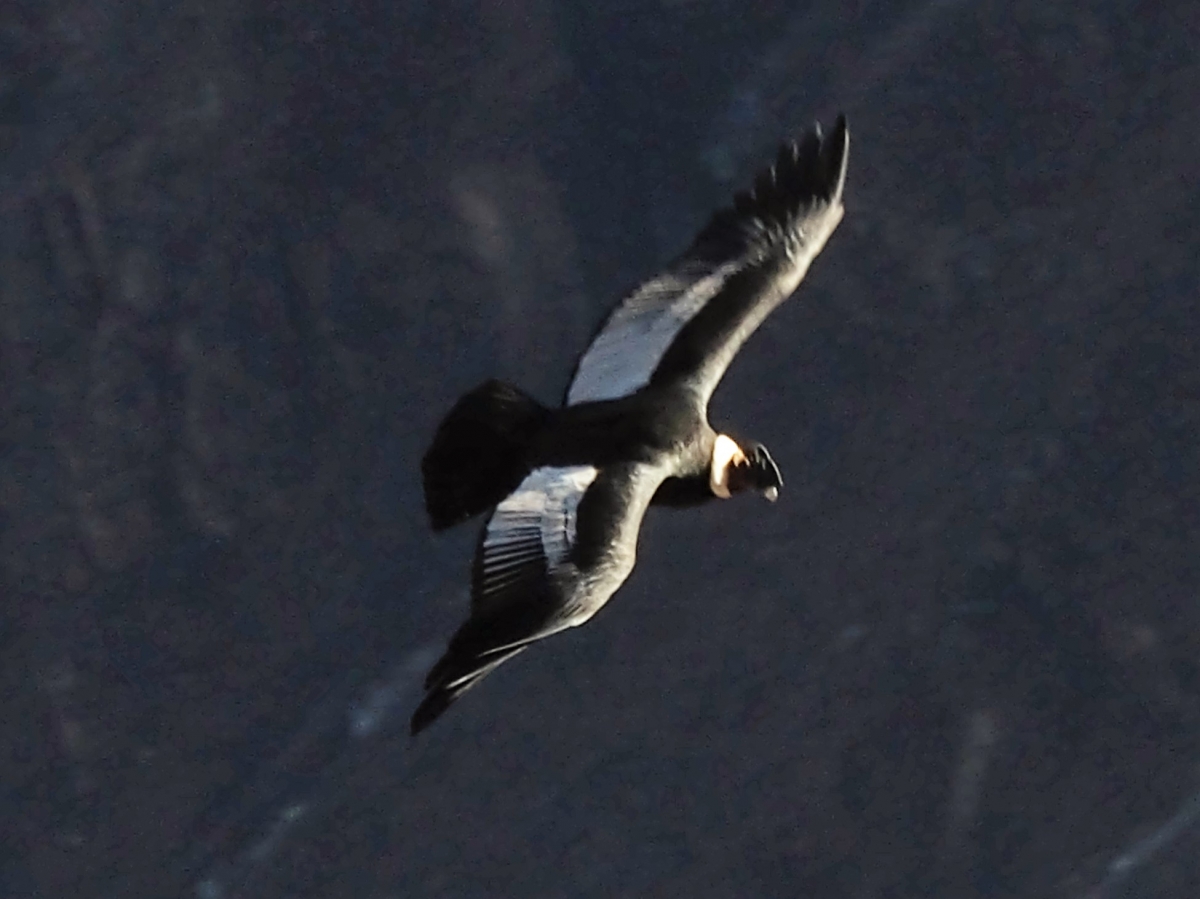 Condor