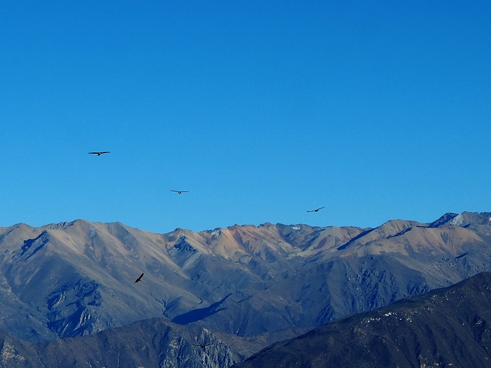 CANYON DE COLCA CRUZ DEL CONDOR