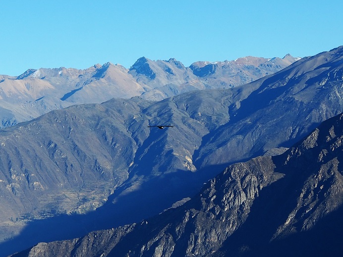 CANYON DE COLCA CRUZ DEL CONDOR