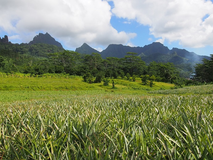 Chant d'ananas Mooréa