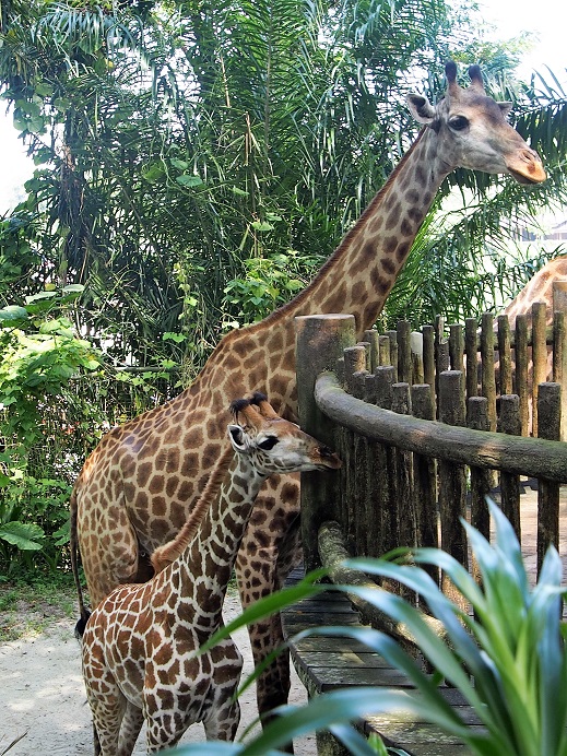 ZOO ET RIVER AVENTURE    