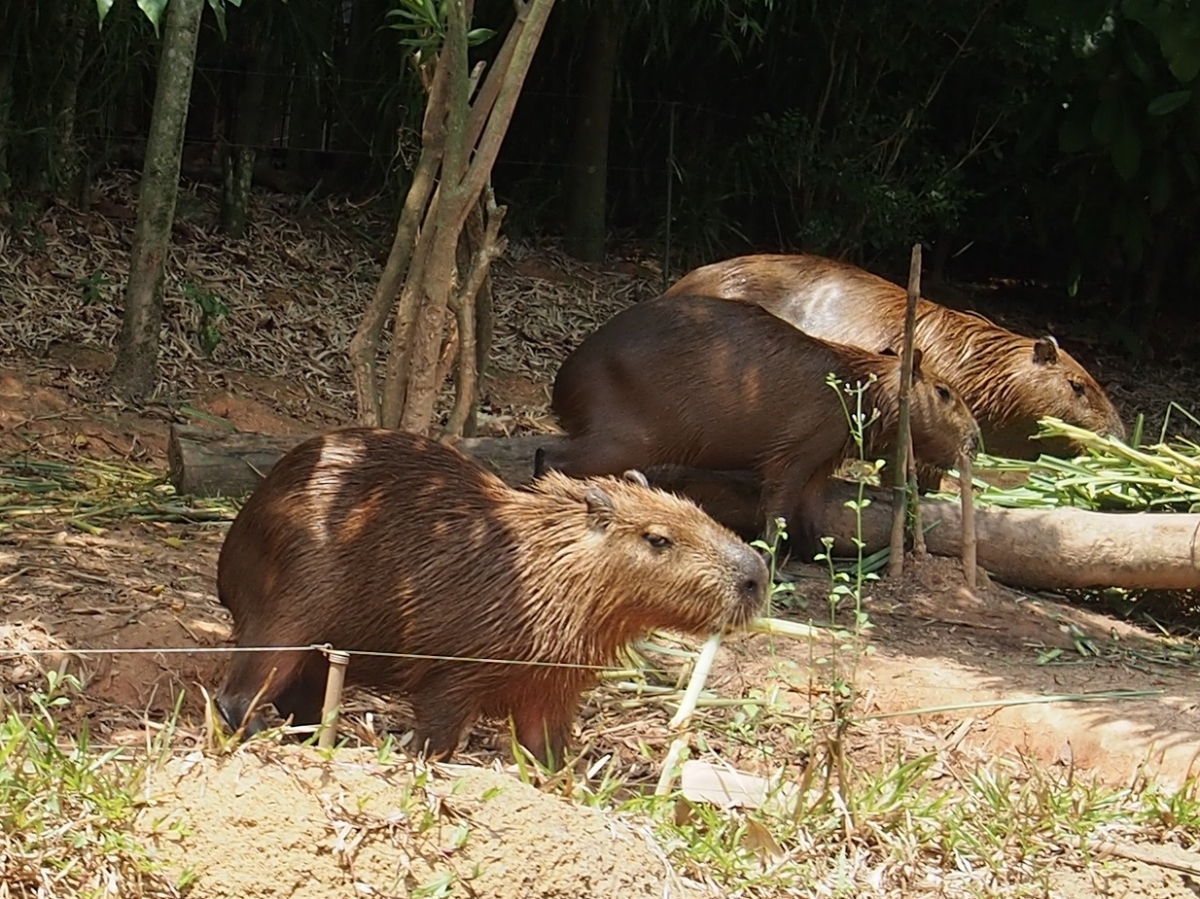 ZOO ET RIVER AVENTURE    