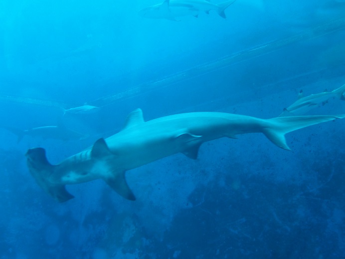 SEA AQUARIUM     