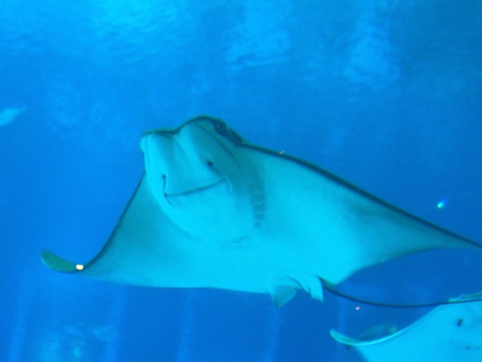 SEA AQUARIUM   