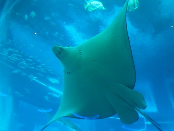 SEA AQUARIUM  