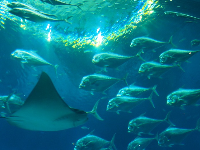 SEA AQUARIUM  