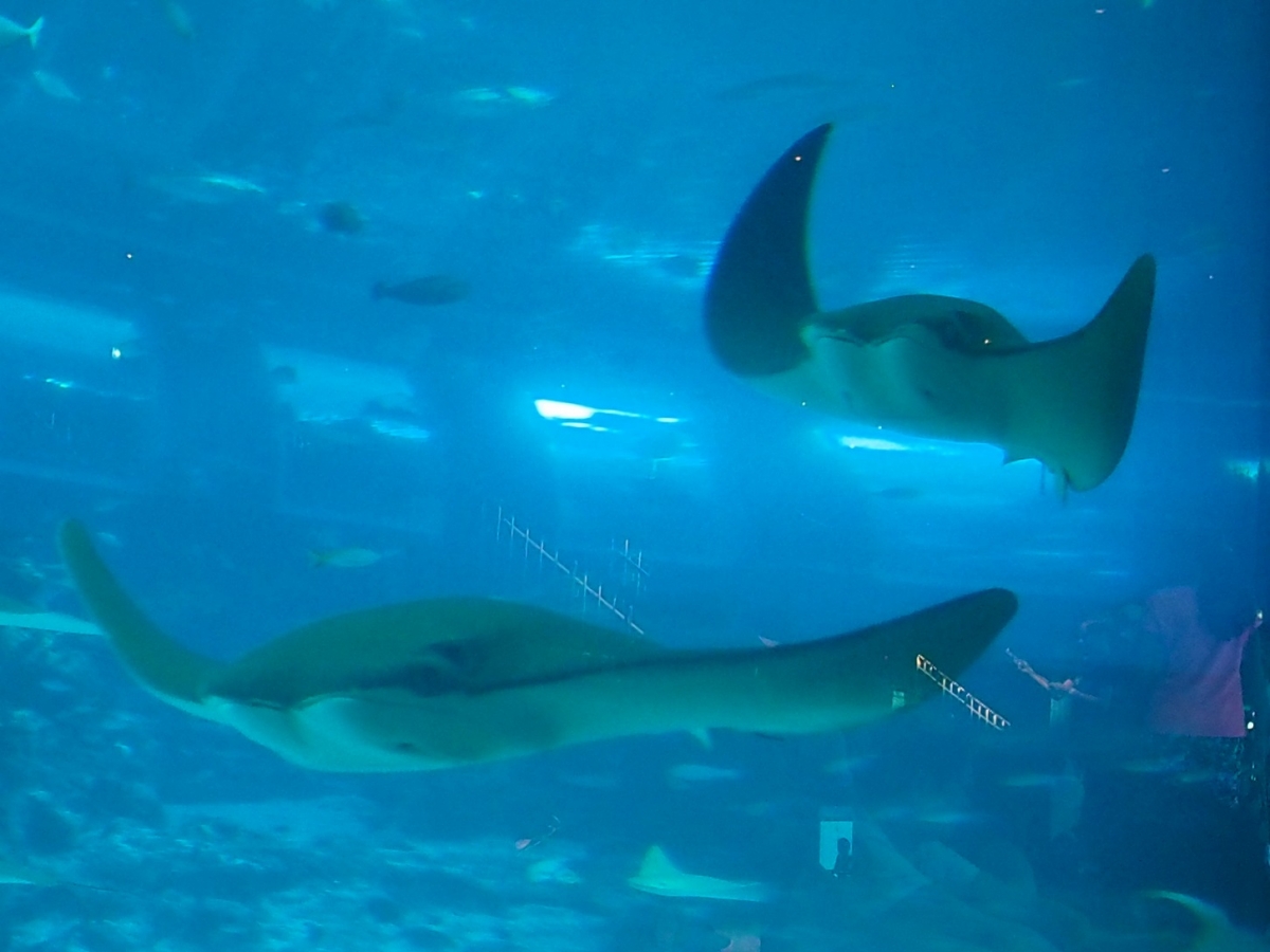 SEA AQUARIUM  