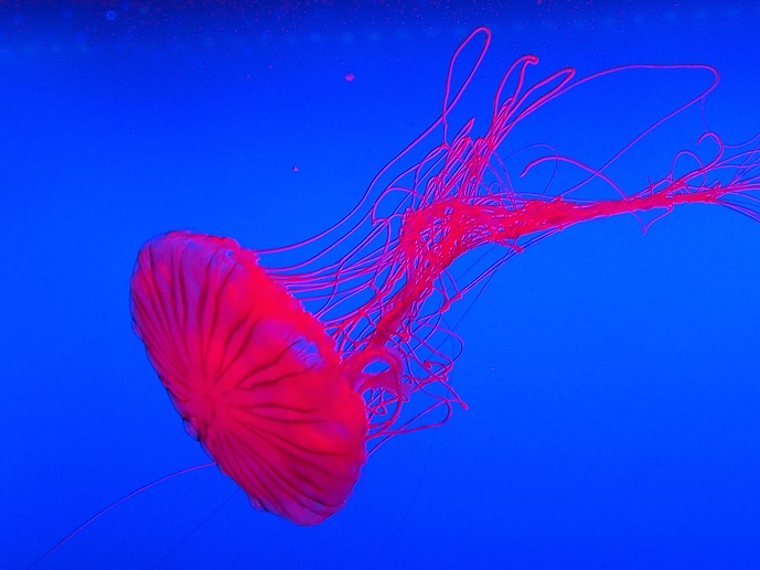 SEA AQUARIUM  