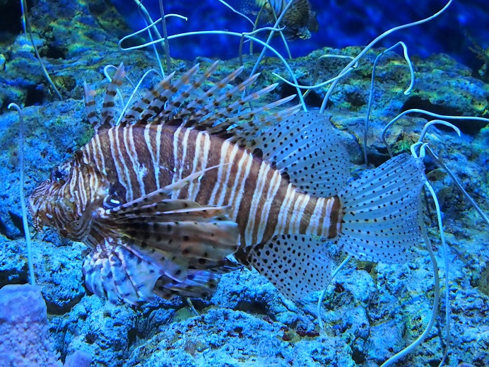 SEA AQUARIUM  