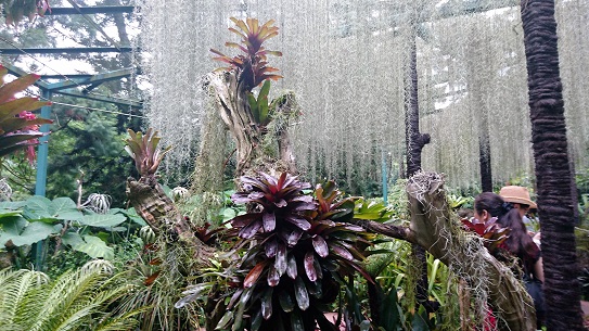 JARDN BOTANIQUE    