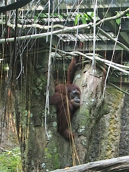 ZOO ET RIVER AVENTURE     