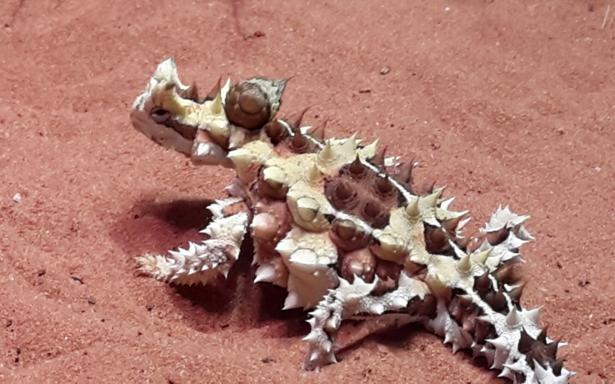  Petite lézard du désert  