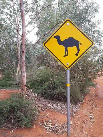 Il y a aussi des dromadaires 