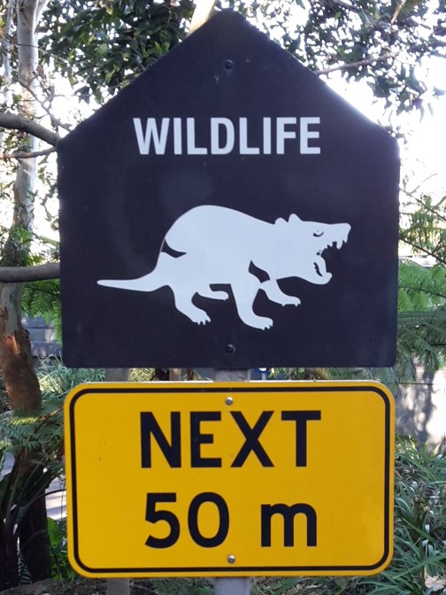 Attention diable de tasmanie