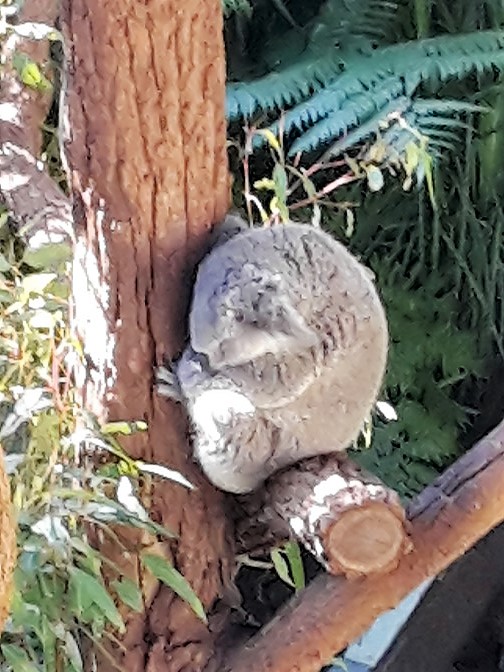 Koala  
