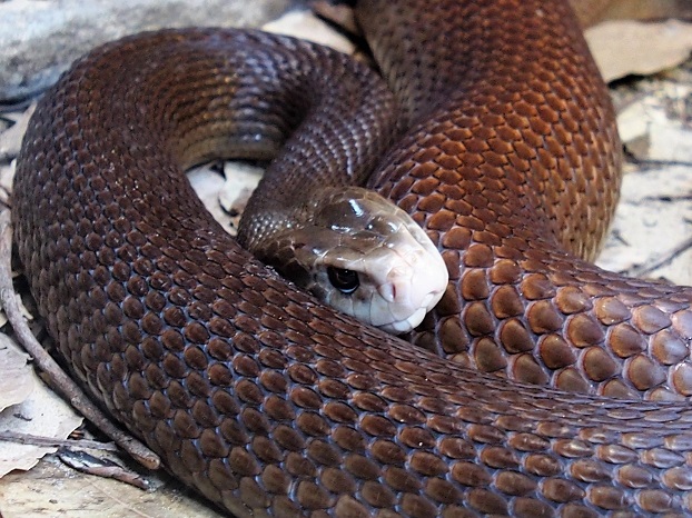 Taipan