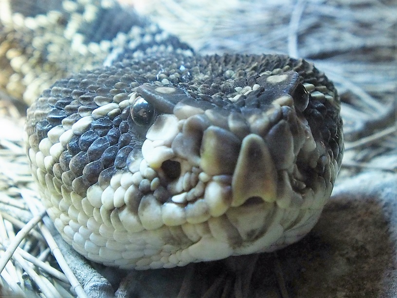 Vipère du désert vu de très près