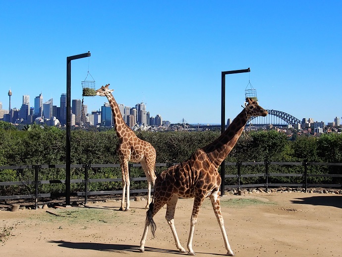 ZOO DE SYDNEY